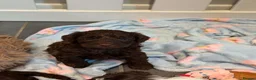 Cockapoo dogs for sale: Cockapoo puppies - Advert 10