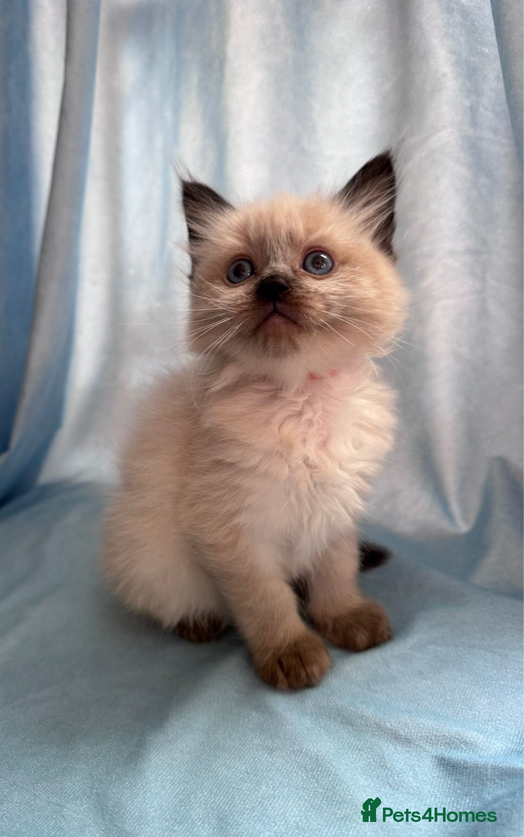 Ragdoll cats for sale: Loving Ragdoll Kittens  - Image 5