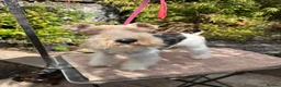 Fox Terrier dogs for sale: Young adult bitch. - Advert 10