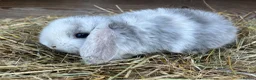 Mini Lop rabbits for sale: Gorgeous Mini lops  - Advert 21