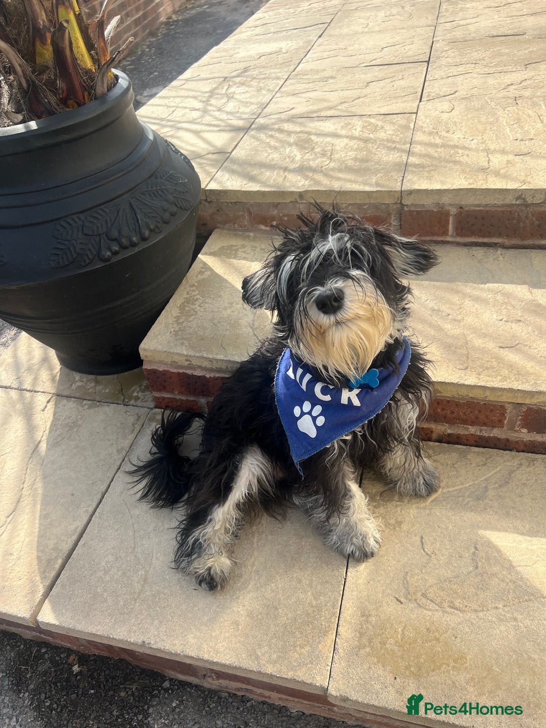 Miniature Schnauzer dogs for stud: 🐾🌟Miniature Schnauzer Stunning Stud 🌟🐾 - Advert 13