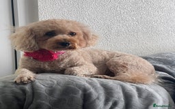 Mixed Breed dogs for sale: 🐾🐶Adorable and very cute Cavaschnauzer 🐶🐾 - Image 34