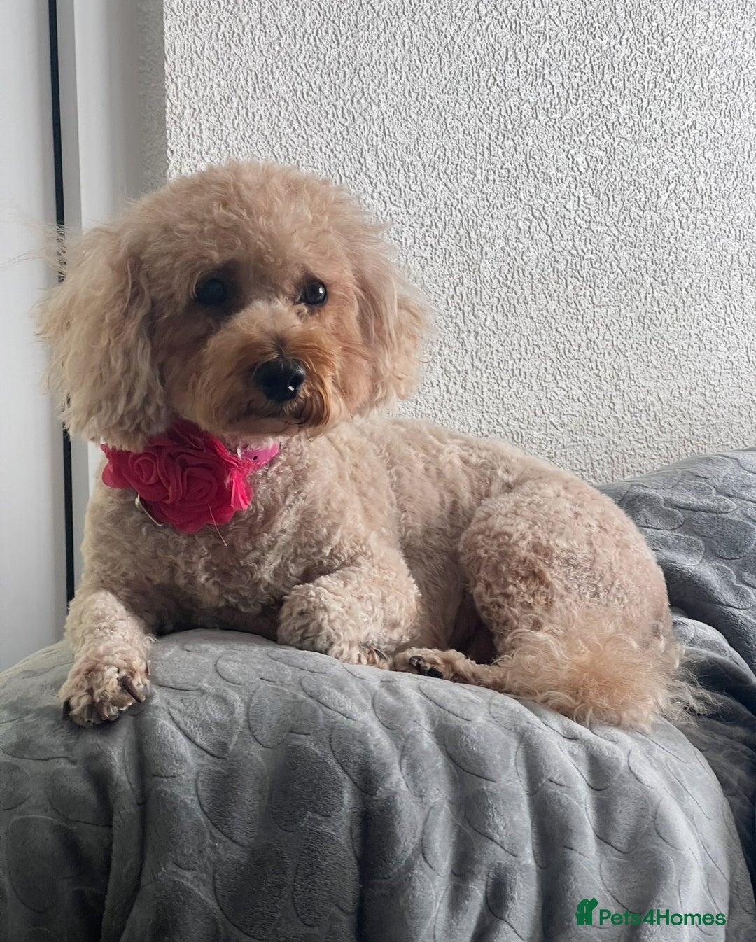 Mixed Breed dogs for sale: 🐾🐶Adorable and very cute Cavaschnauzer 🐶🐾 - Image 34