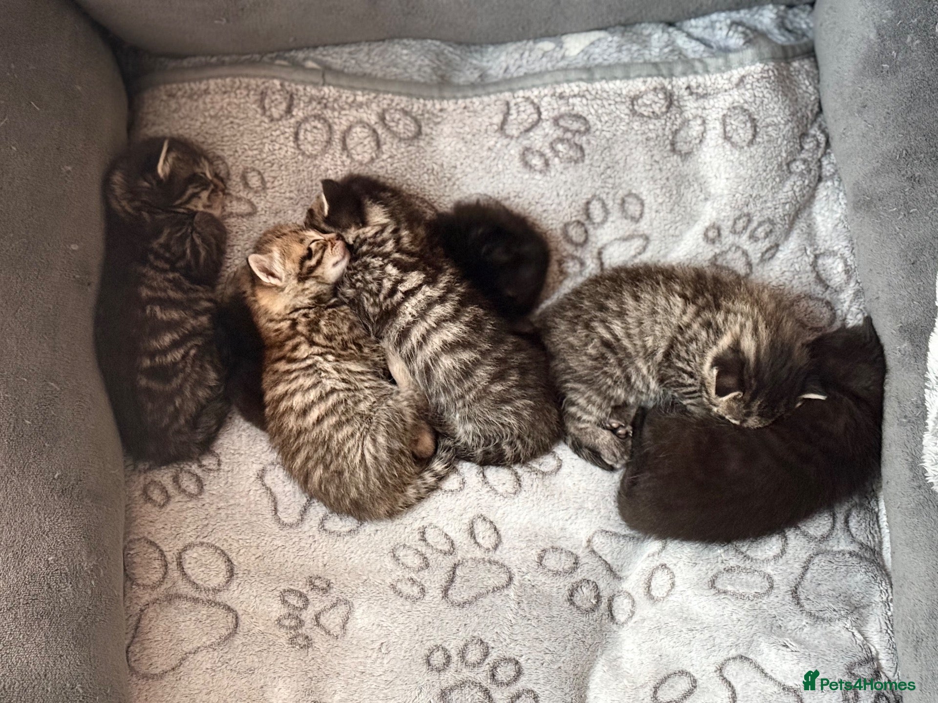 Bengal cats Beautiful Bengal X Tabby X kittens  - Advert 2