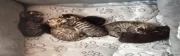 Bengal cats for sale: Beautiful Bengal X Tabby X kittens  in Dunfermline - Advert 2