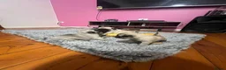 Pug dogs for sale: Quietly sleeping pug - Advert 5