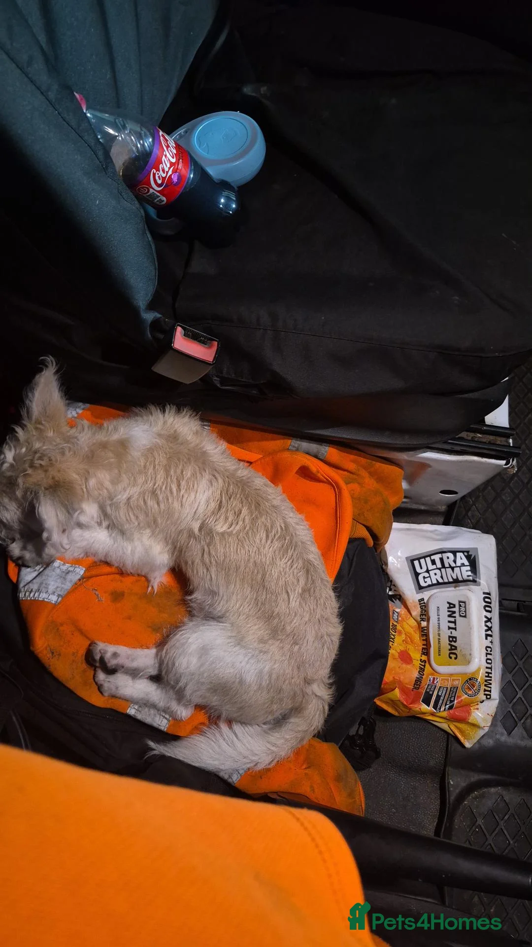Mixed Breed dogs for sale: Westie terrier x border terrier  - Advert 2