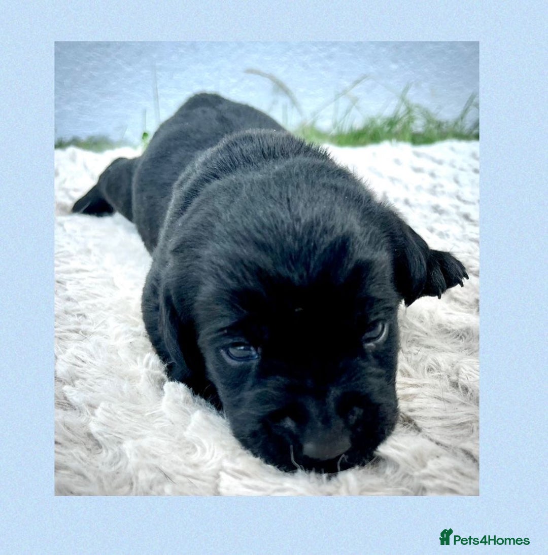 Labrador Retriever dogs for sale: Labrador puppies - Image 2