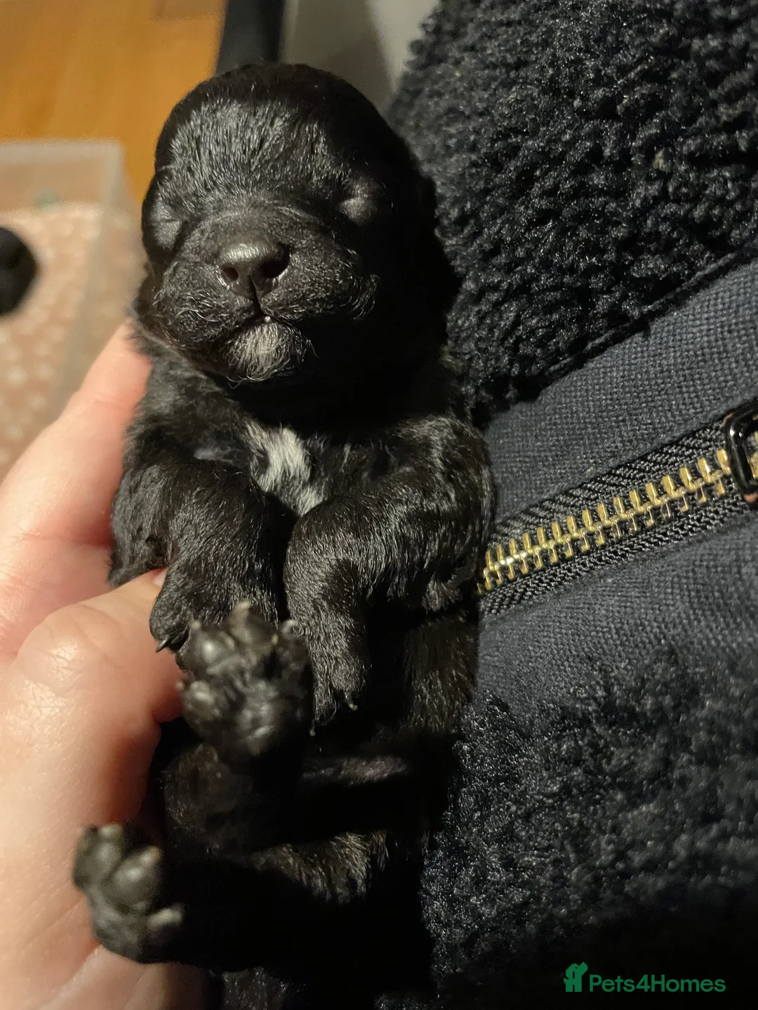 Toy Poodle dogs for sale: toy poodle puppies - Advert 4