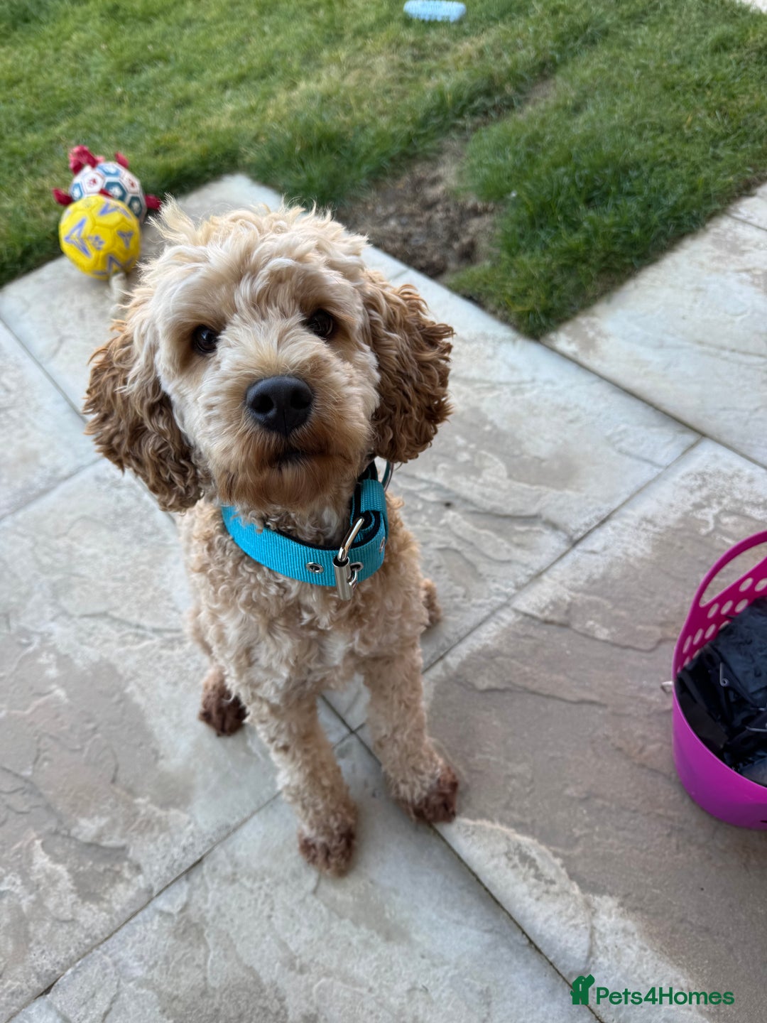 Cockapoo dogs for stud: Stud dog (not for sale) - Image 2