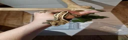 Gecko reptiles for sale: ✨️Pretty male crested gecko.✨️ frog butt 🐸 - Advert 5