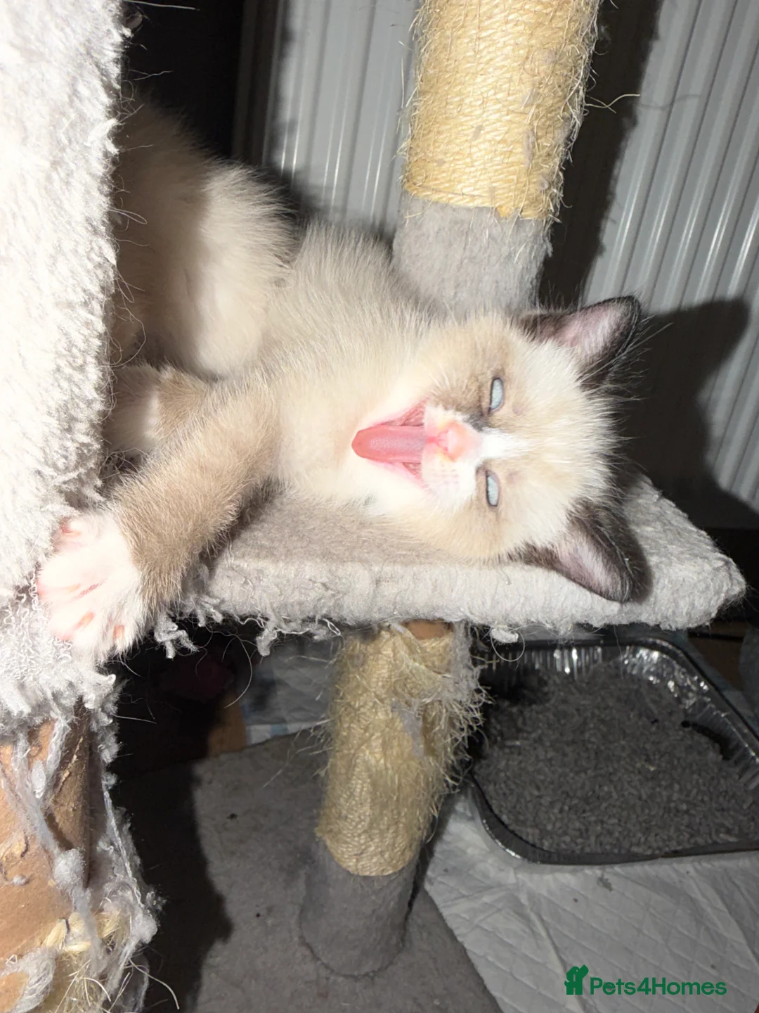 Ragdoll cats for sale: 5 beautiful ragdoll cross kittens available. - Advert 18