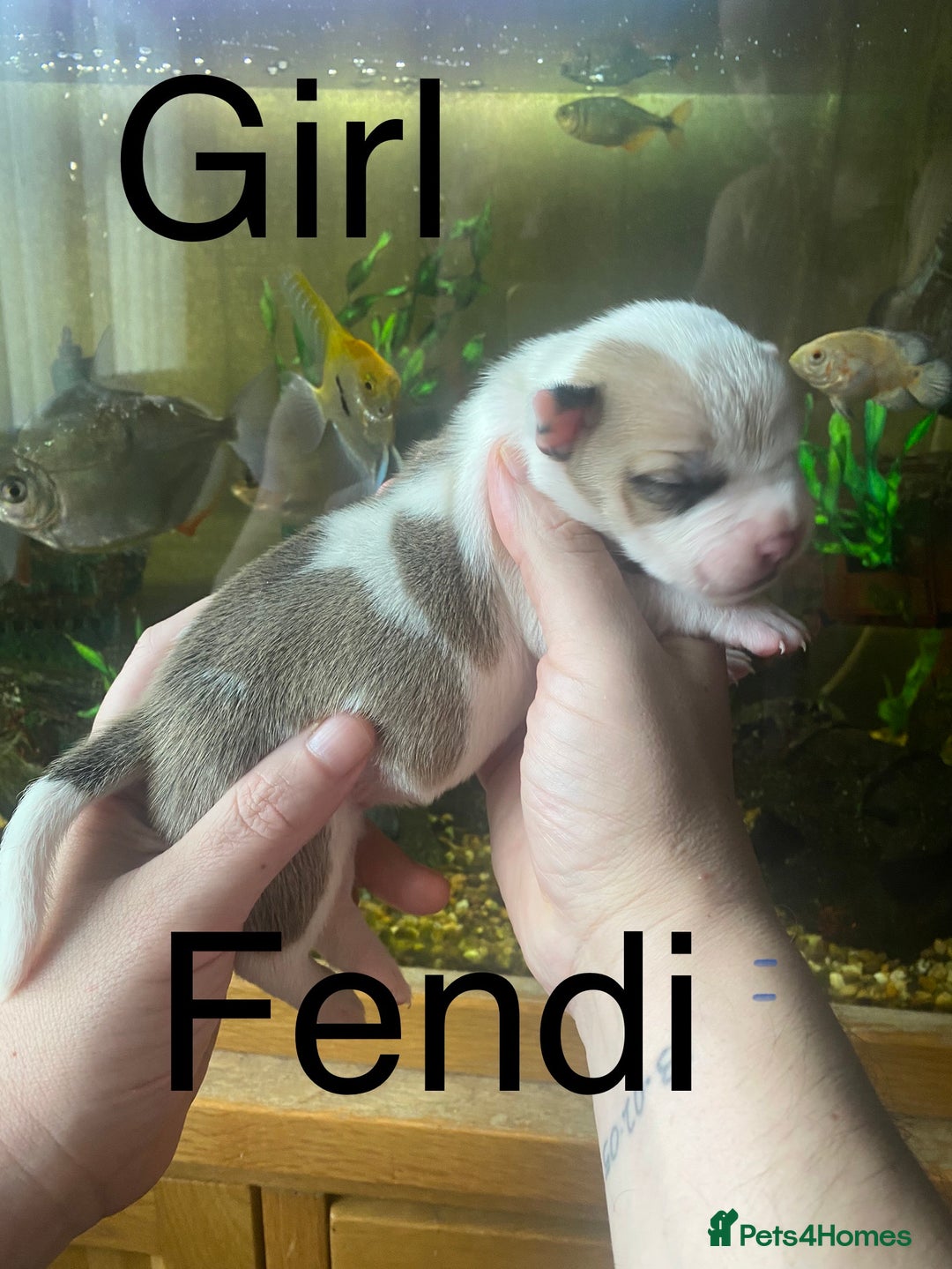 Staffordshire Bull Terrier dogs for sale: Beautiful litter of 10  - Advert 3