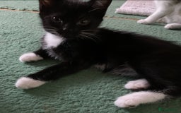 Mixed Breed cats for sale: Ragdoll, Russian blue & tuxedo kitten - Image 6