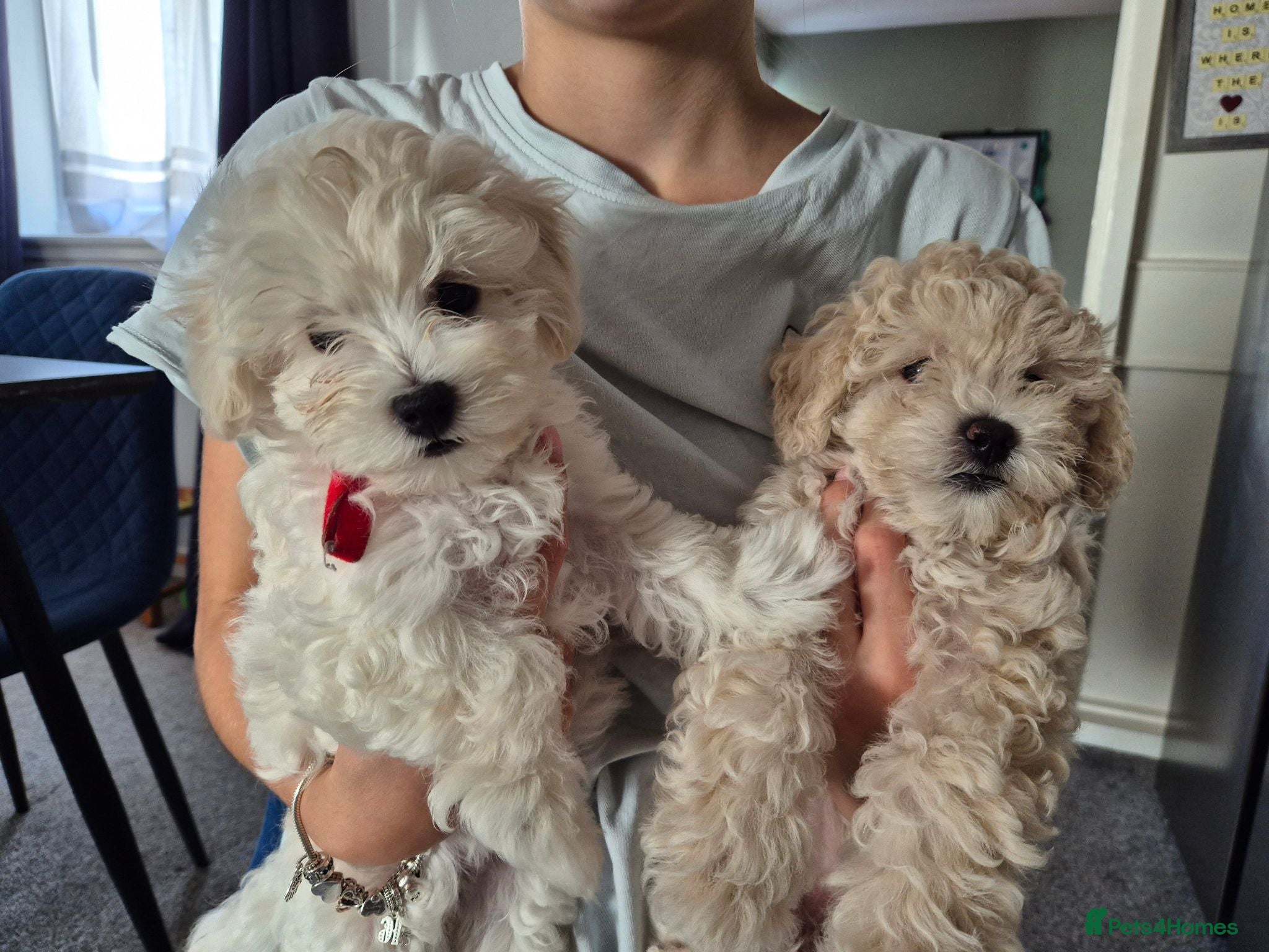 Maltipoo dogs Home-Raised F1 Maltipoo Puppy – ready Now - Advert 16