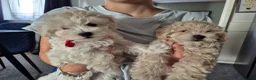 Maltipoo dogs for sale: Home-Raised F1 Maltipoo Puppy – ready Now - Advert 1