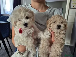 Maltipoo dogs Home-Raised F1 Maltipoo Puppy – ready Now - Advert 16