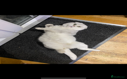 Scottish Fold cats for sale: Kittens scottish fold & Himalayan Persian mix  - Image 10