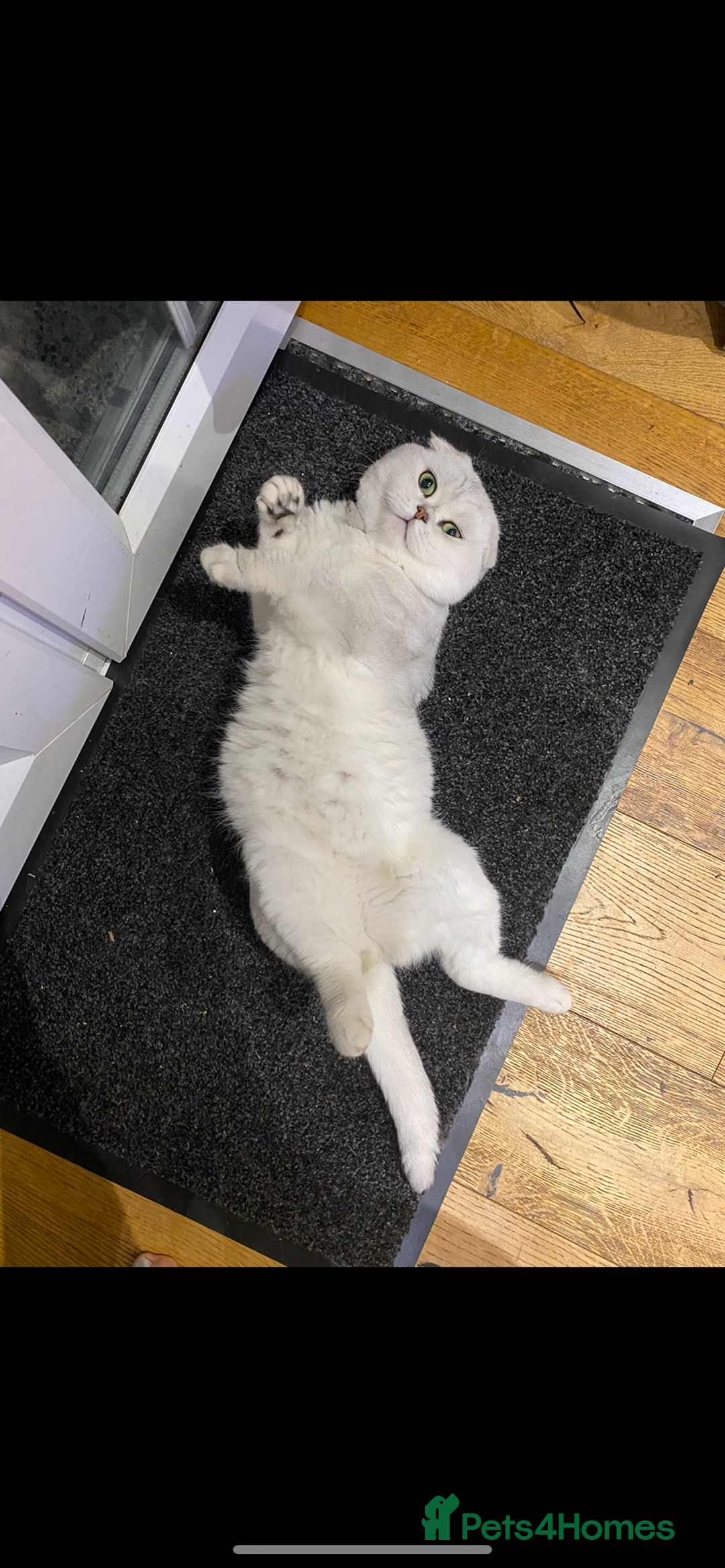 Scottish Fold cats for sale: Kittens scottish fold & Himalayan Persian mix  - Image 10