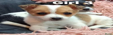 Jack Russell 4