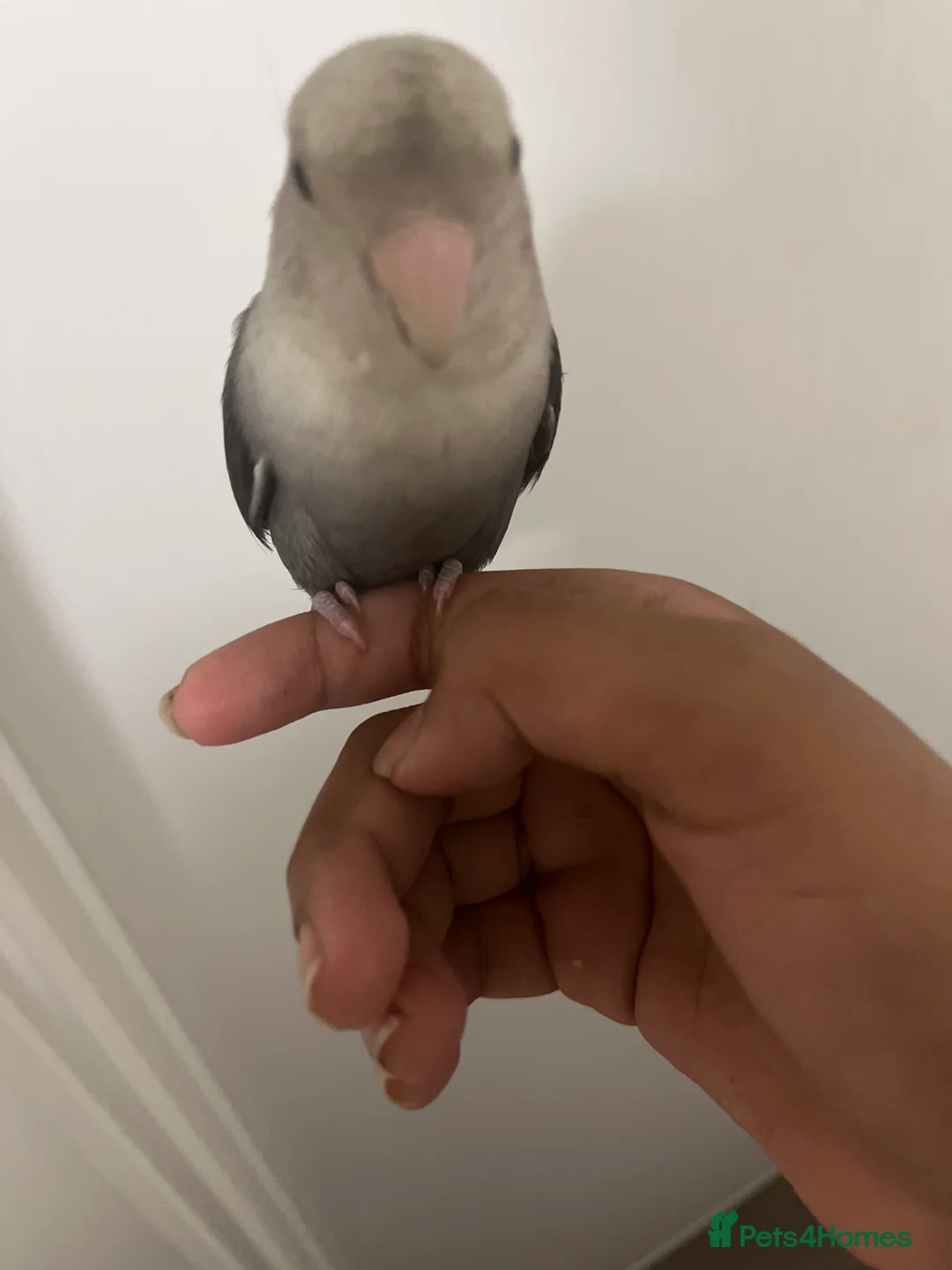 Lovebirds birds for sale: BABY LOVEBIRD FOR SALE - Advert 2