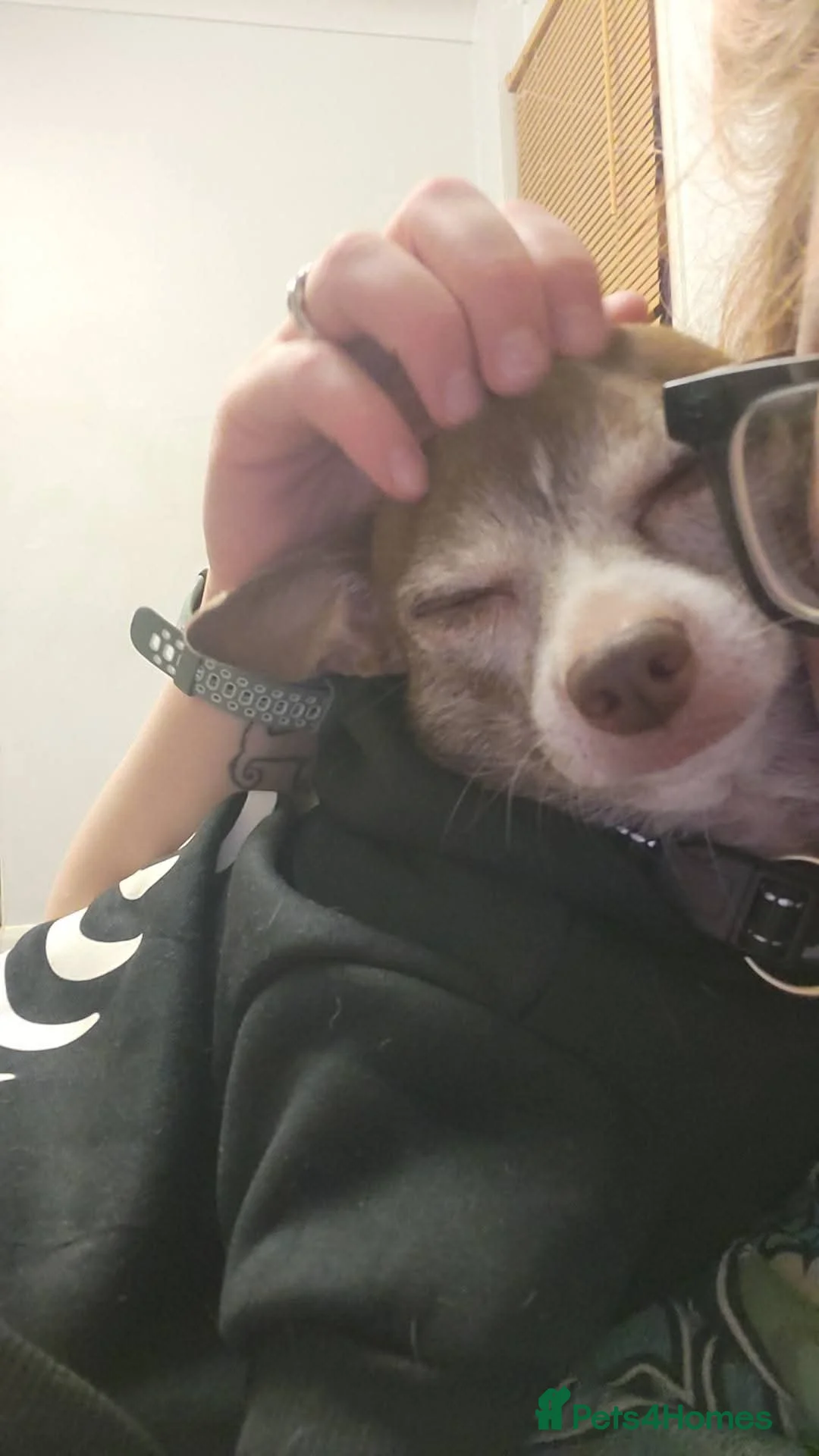 Chihuahua dogs for sale: Sad sale of male chihuahua - Advert 4