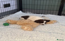 English Springer Spaniel dogs for sale: KENNEL CLUB Pedigree Springer Spaniel Puppies - Image 22