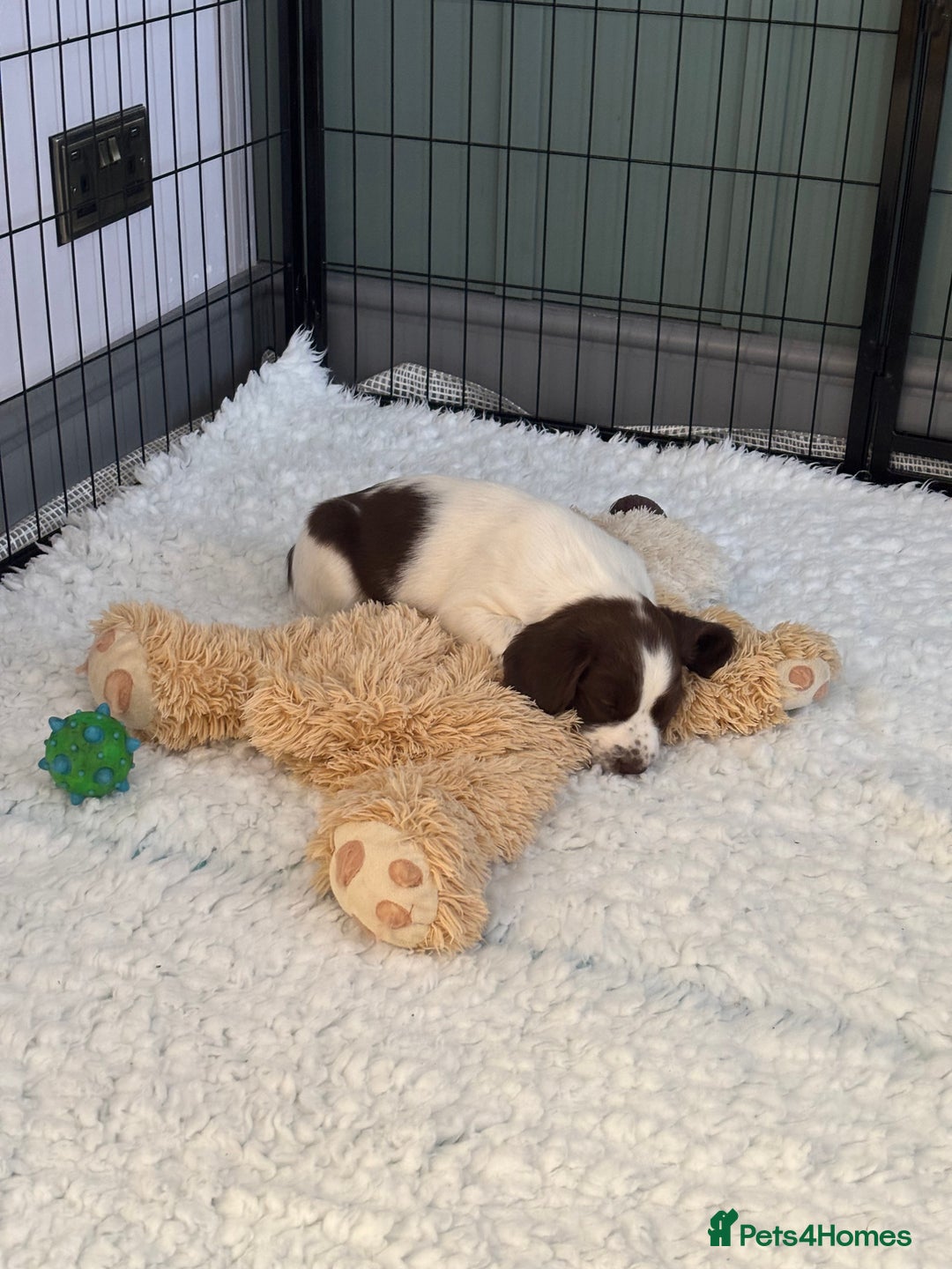 English Springer Spaniel dogs for sale: KENNEL CLUB Pedigree Springer Spaniel Puppies - Image 22