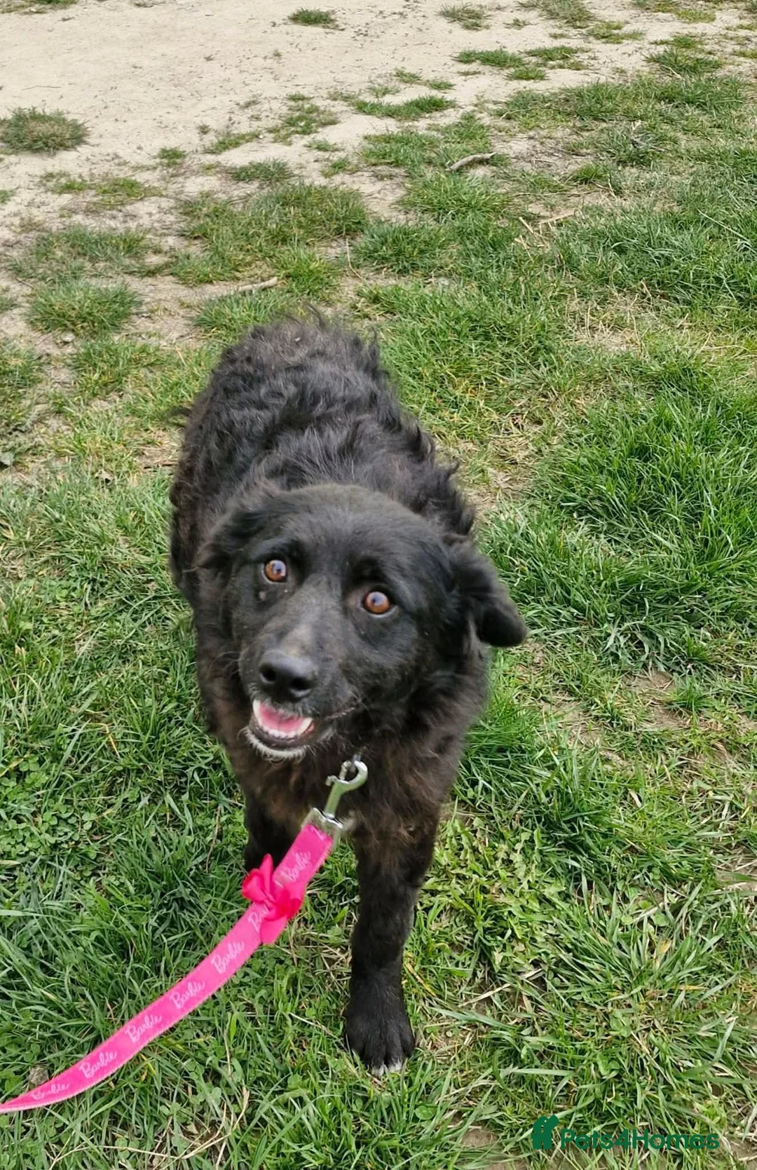 Mixed Breed dogs for adoption: POPPET-friendly&loving girl/clever/ affectionate  in Ruislip - Advert 2