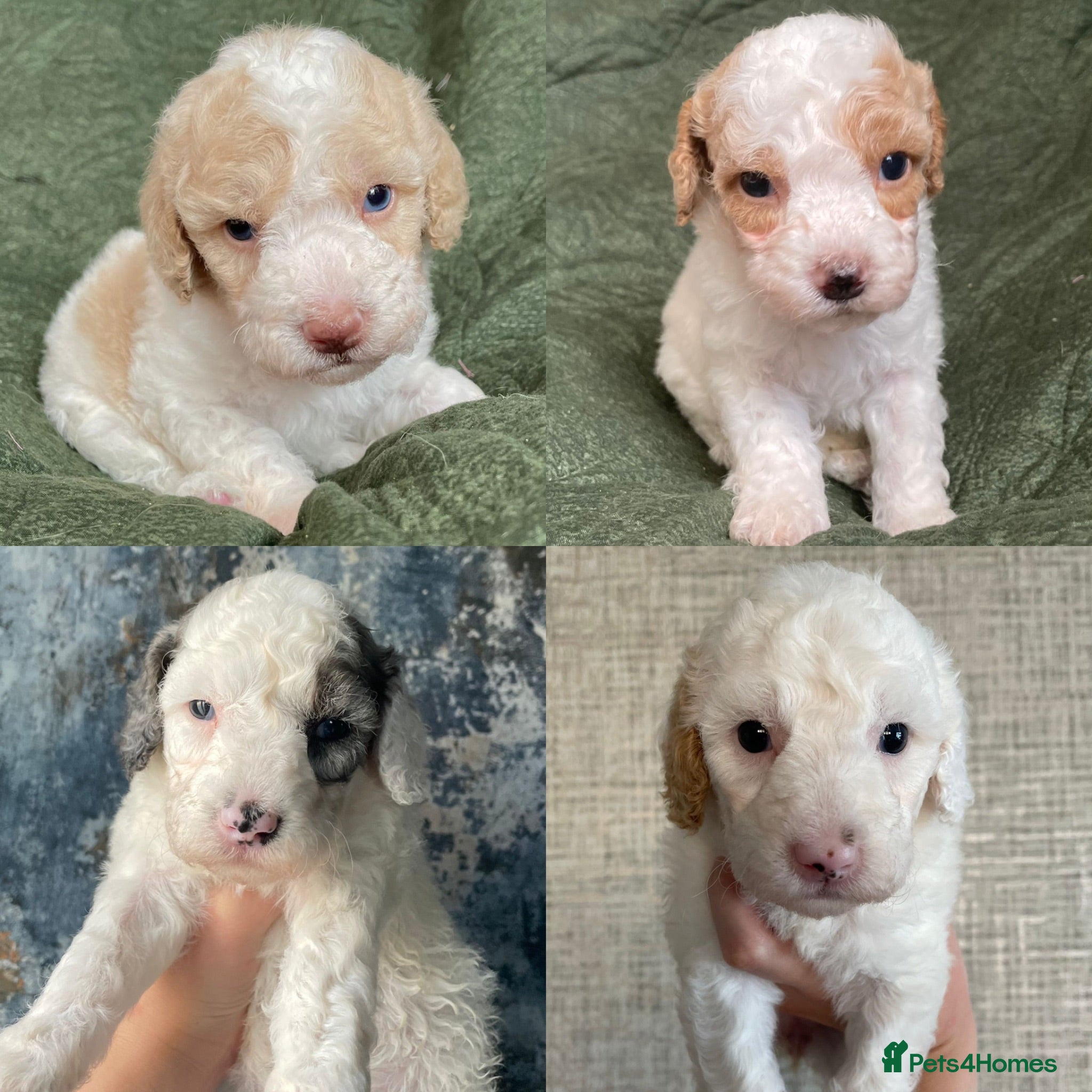 Cavapoo dogs Stunning extensively health tested cavapoo pups - Advert 15