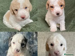 Cavapoo dogs Stunning extensively health tested cavapoo pups - Advert 15