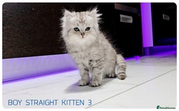 Scottish Fold cats for sale: SCOTTISH FOLD KITTENS (DELIVERY  AVAILABLE) - Image 3