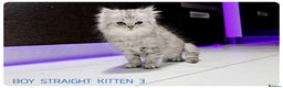 Scottish Fold cats for sale: SCOTTISH FOLD KITTENS (DELIVERY  AVAILABLE) - Advert 9