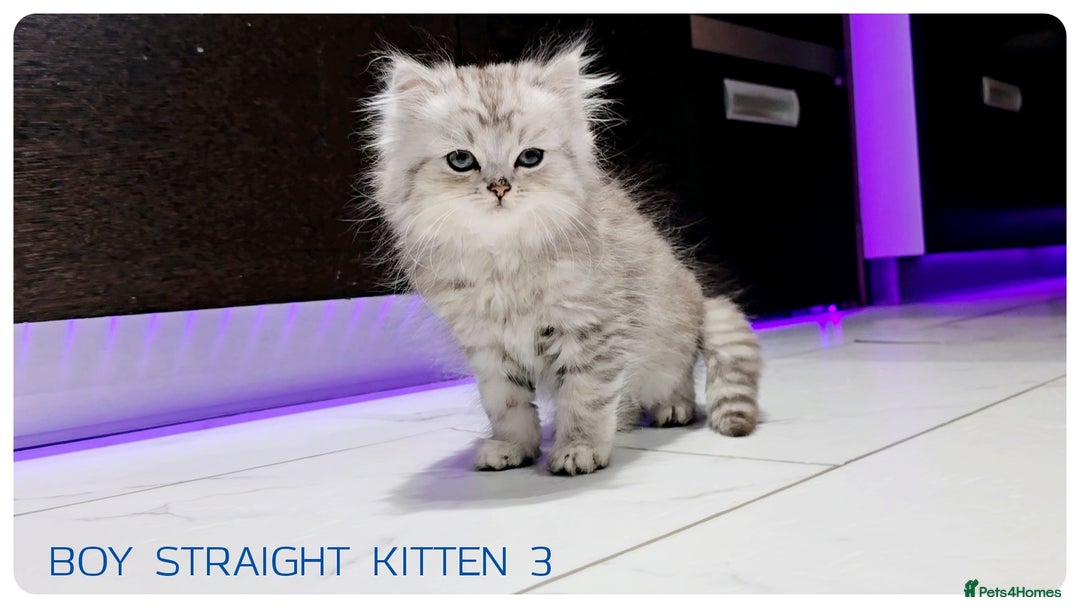 Scottish Fold cats for sale: SCOTTISH FOLD KITTENS (DELIVERY  AVAILABLE) - Image 3