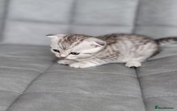 Scottish Fold cats for sale: Scottish mixed  - Image 13