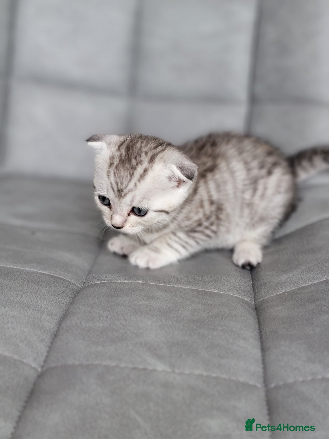 Scottish Fold cats for sale: Scottish mixed  - Image 13