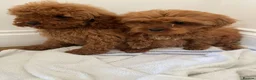 Cavapoo dogs for sale: F1 CAVAPOO PUPPIES  in Hampton - Advert 5
