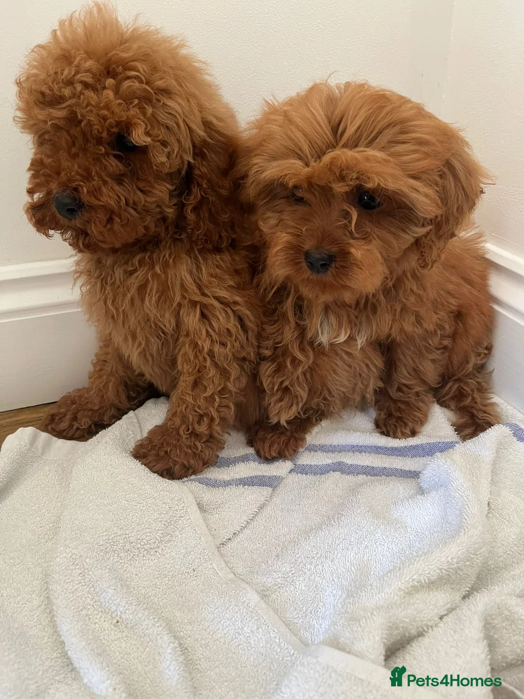 Cavapoo dogs for sale: F1 CAVAPOO PUPPIES  in Hampton - Advert 5