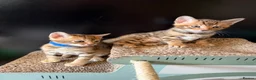Bengal cats for sale: 🐾 Purebred Bengal Kittens for Sale 🐾 - Advert 17