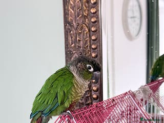 Conures birds Green-Cheek Conure (8 Months & Food Included - Advert 3