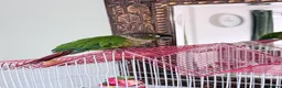 Conures birds for sale: Green-Cheek Conure (8 Months & Food Included - Advert 1