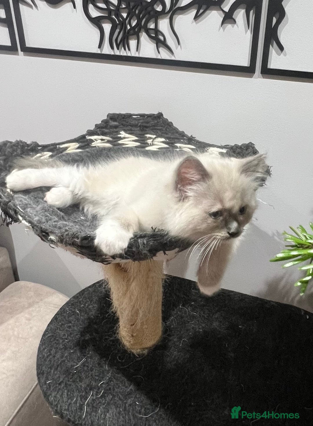 Ragdoll cats for sale: 3 Ragdoll kittens  - Advert 31