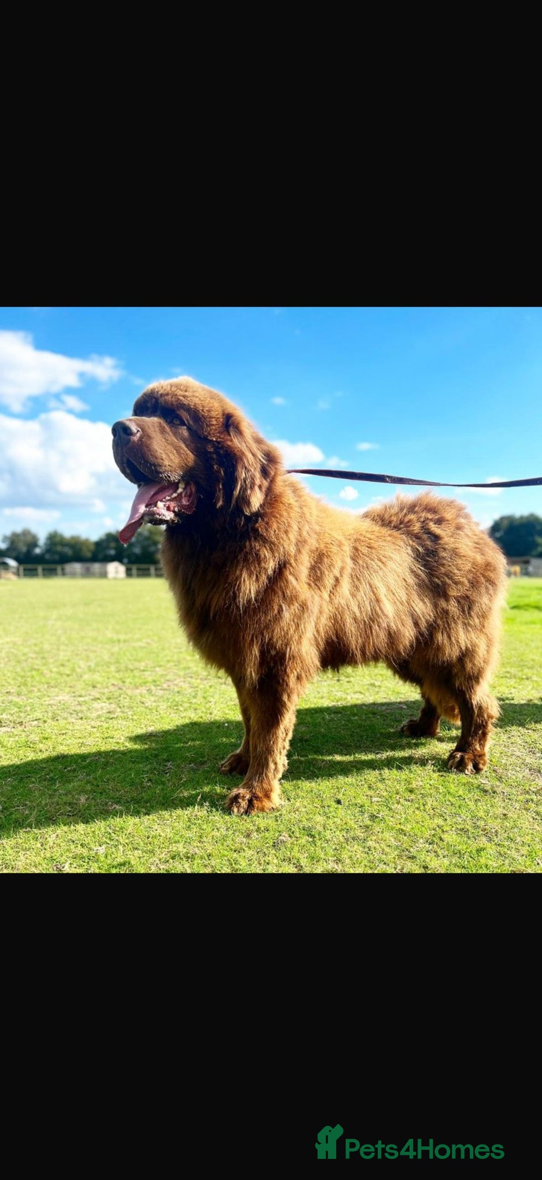 Newfoundland dogs for sale: 💙‘Maximus’ by name ‘Maximus’ by nature 💙 - Advert 4