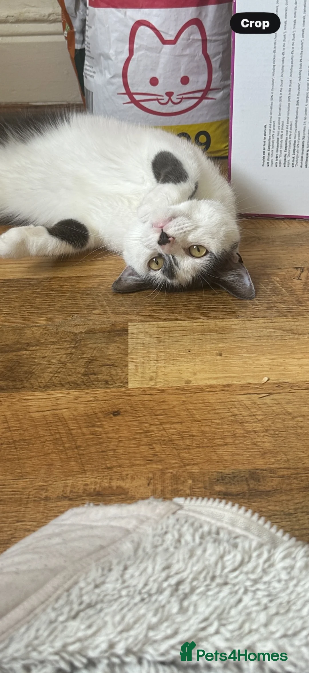 Domestic Shorthair cats for sale: Cosmo in Gateshead - Advert 5