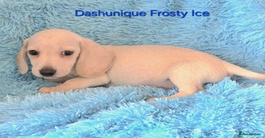 Miniature Dachshund dogs - Advert 2