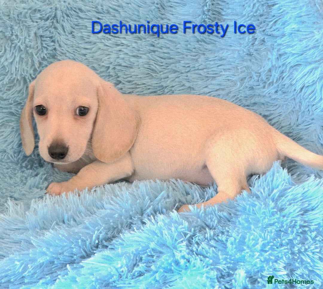 Miniature Dachshund dogs for sale: Rainbow Litter KC REG mini Daxi  - Image 2
