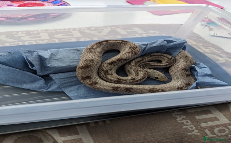 Corn Snake reptiles - Advert 2