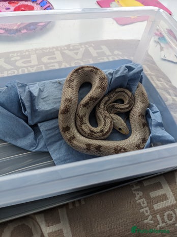 Corn Snake reptiles - Advert 3