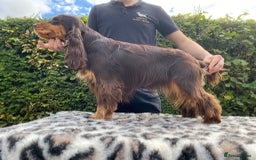 Cocker Spaniel dogs for sale: Kc show cocker spaniel puppies - Image 20