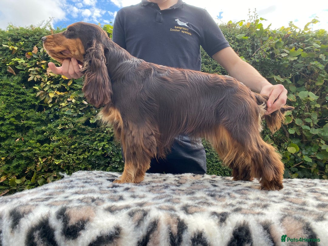 Cocker Spaniel dogs for sale: Kc show cocker spaniel puppies - Image 20